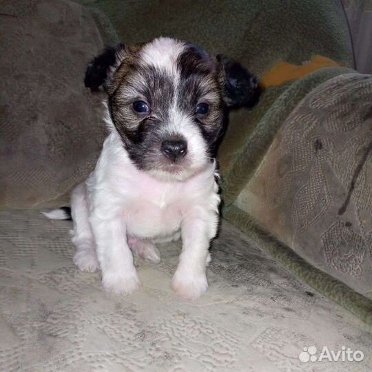 Щенки китайской хохлатой