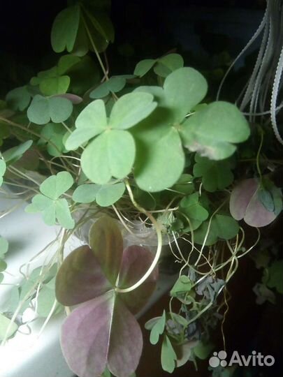 Навоз козий