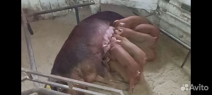 Поросята Дюрок и Пьетрен. Семя хряков