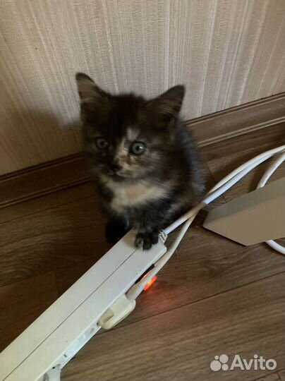 Очаровательные котята