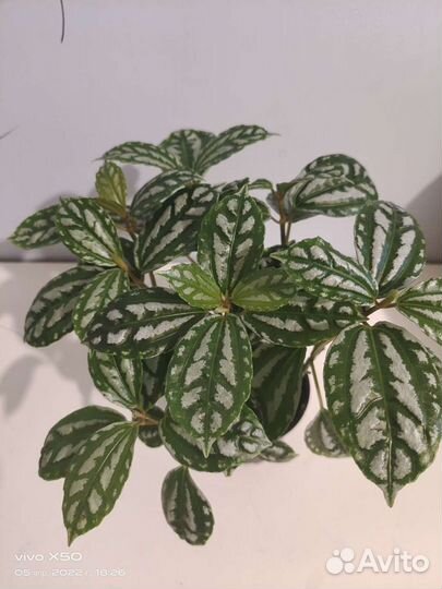 Пилея Кадье