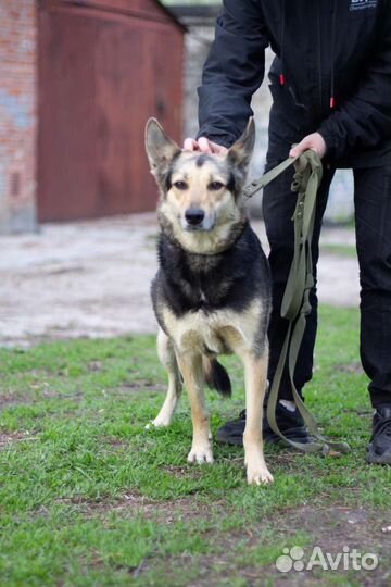 Харизматичная Мышка ищет дом