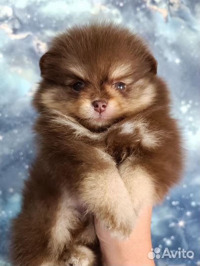 Щенки шпица