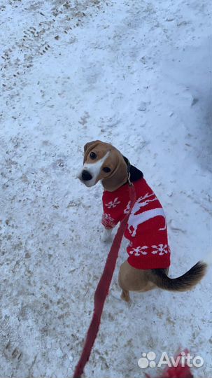 Свитер для собаки
