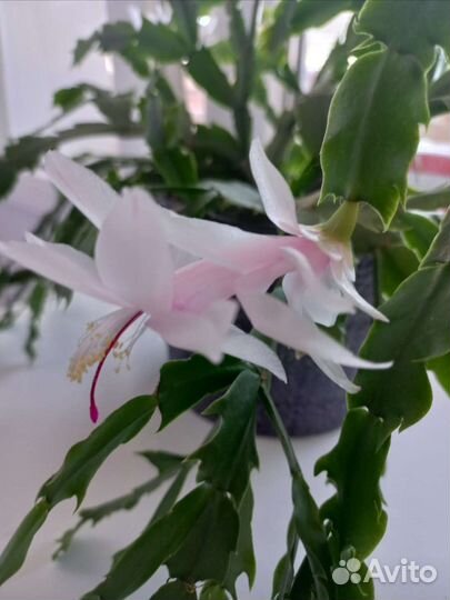 Шлюмбергера (декабрист)