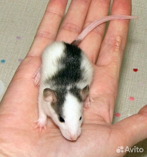 Крыса Дамбо