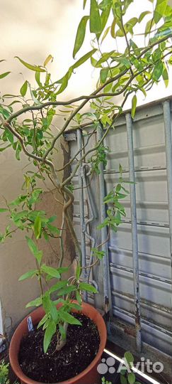 Ива извилистая свердловсая