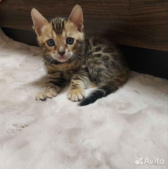 Бенгальская