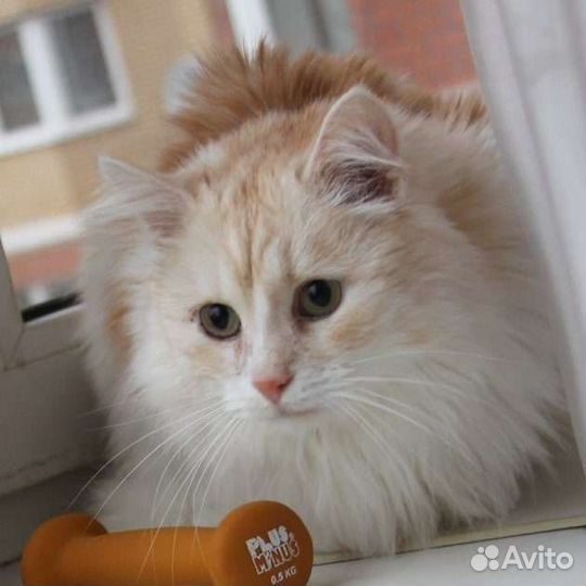 Кошка в дар