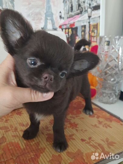 Чихуахуа красивый мальчик
