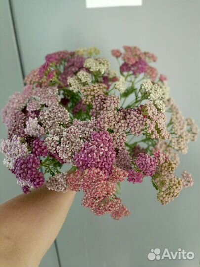 Ахиллея Тысячелистник Многолетние