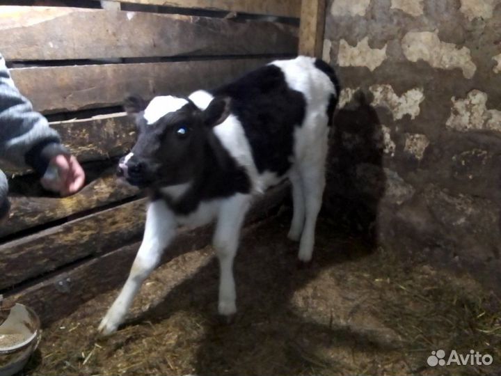 Продам телку