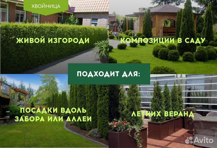 Туи крупномеры Колумна 4,5 м