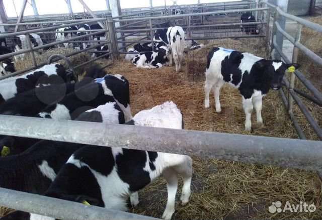 Идеальные телята для откорма