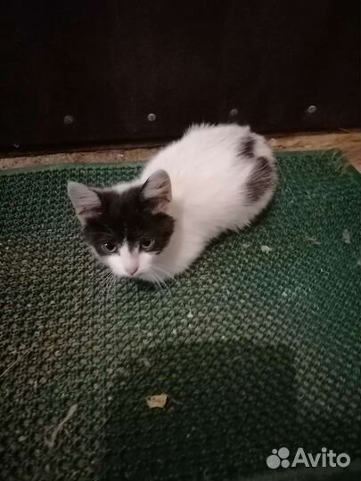 Котёнок