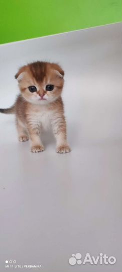 Золотые шиншилы