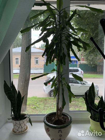 Большие комнатные растения