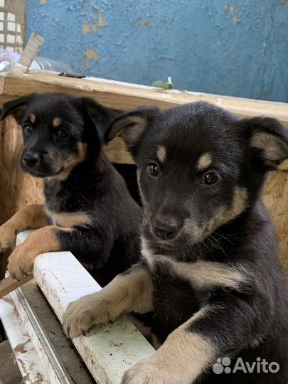 Щенки в добрые руки (девочки)