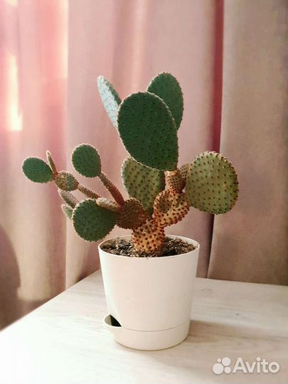 Опунция кактус