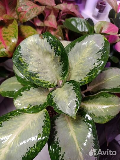 Аглаонемы Тайланд в ассортименте