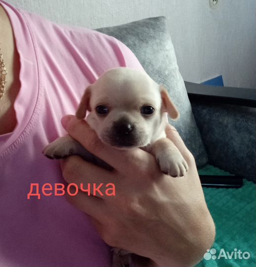 Щенки чихуахуа