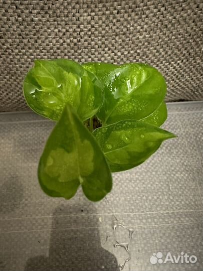 Сциндапсус Глобал Грин/Эпипремнум Эн джой голд