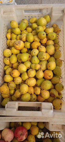 Груша северянка