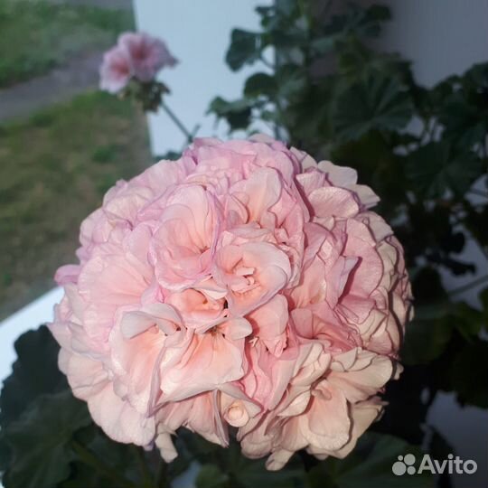 Пеларгонии сортовые