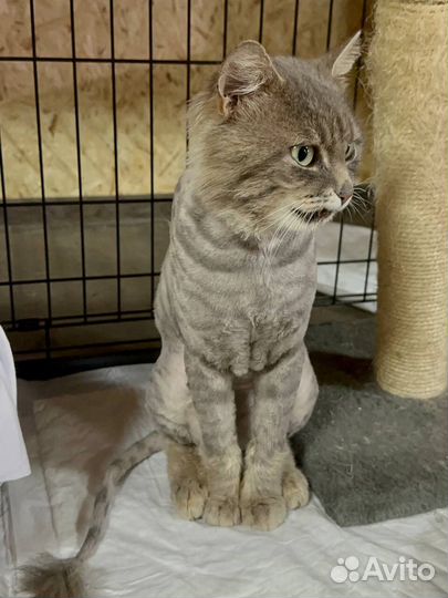 Кот в добрые руки