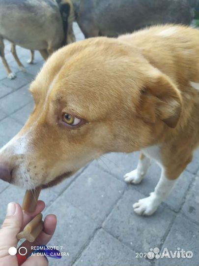 Рыжий песик