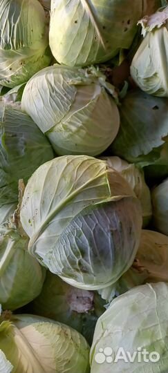 Капуста засолочная