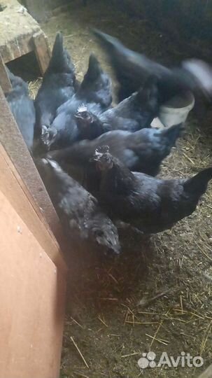 Инкубационное яйцо кур ухейилюй