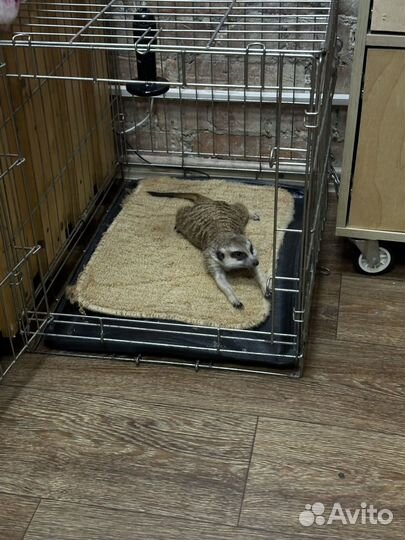 Передержка домашних животных