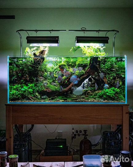 Коряги для аквариума,композиции,бонсай