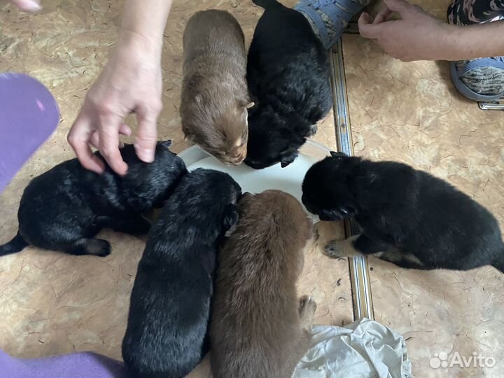 Щеночки в добрые руки