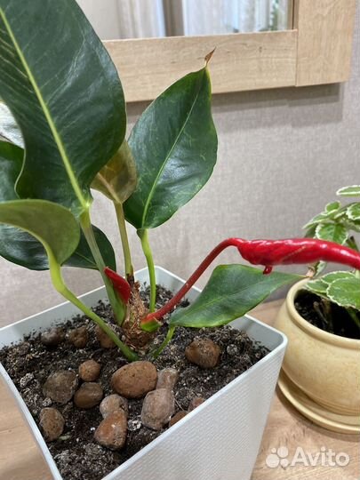 Комнатные цветы антуриум