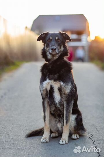 Собака в добрые руки