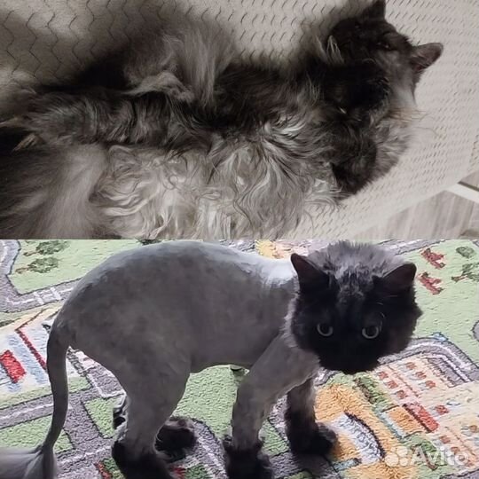 Стрижка собак и кошек