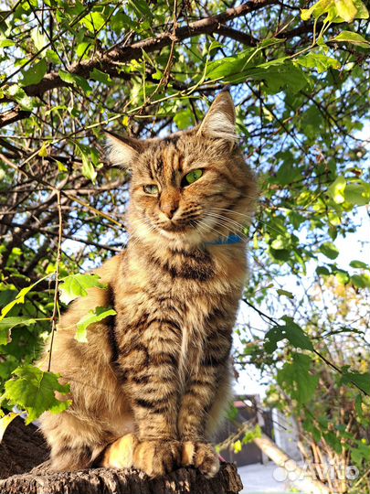 Кошечка в добрые руки