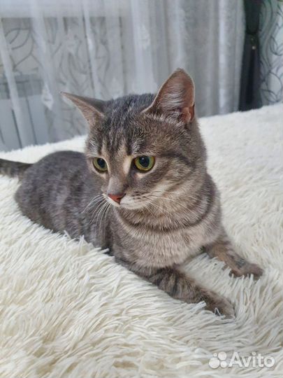 Отдам в добрые руки