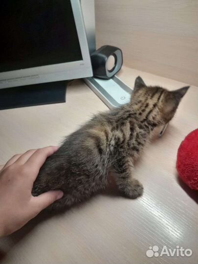 Кошка в дар бесплатно