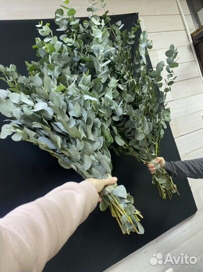 Эвкалипт оптом, букеты из эвкалипта