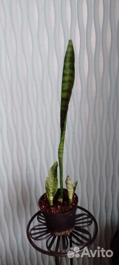 Сансевьерия