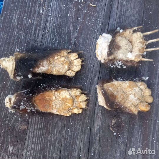 Таксидермия