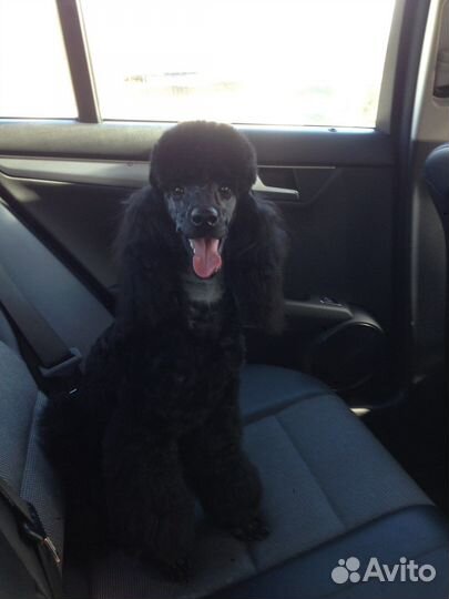 Передержка собак и кошек / зооняня