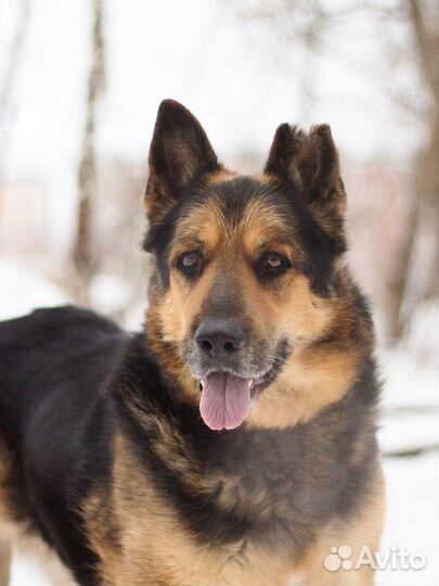 Овчарка в добрые руки