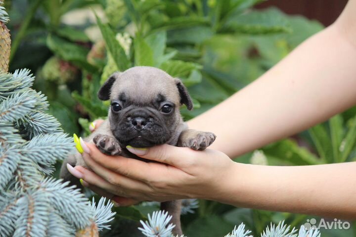 Репродакшн для беременных и кормящих собак