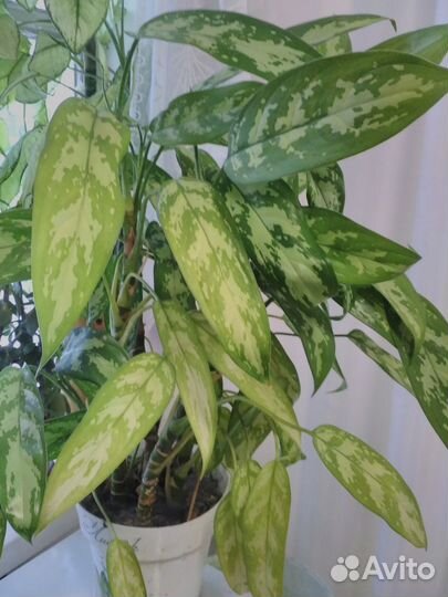 Диффенбахия