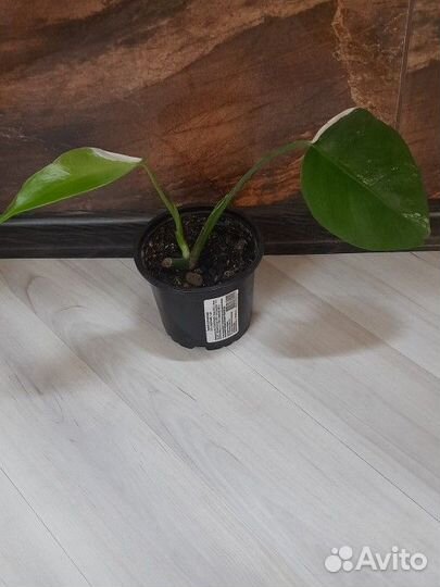 Монстера альба