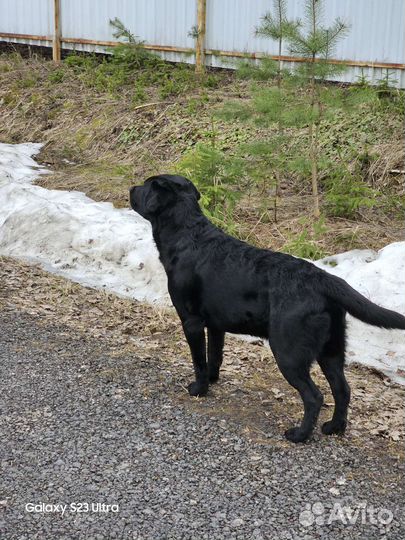Лабрадор для вязки